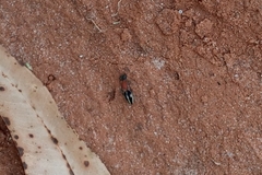 Pseudomethoca gounellei