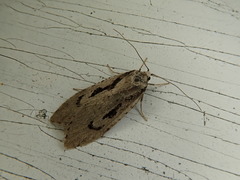 Semioscopis similis