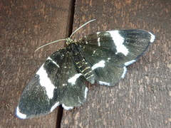 Trichobaptria exsecuta exsecuta