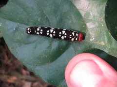 Pyrrhochalcia iphis