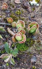 Adromischus caryophyllaceus