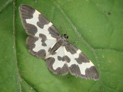 Lomaspilis opis