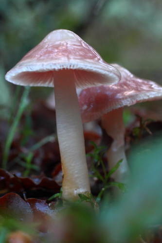 Rosy Bonnet