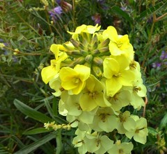 Erysimum flavum altaicum