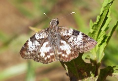 Chiomara asychis autander