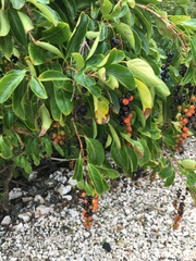 Citharexylum spinosum