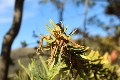 Siphocampylus columnae