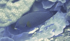 Pseudodax moluccanus
