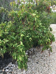 Citharexylum spinosum