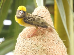 Ploceus philippinus philippinus