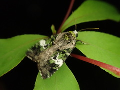 Prometopus flavicollis