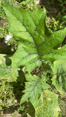 Solanum stramoniifolium