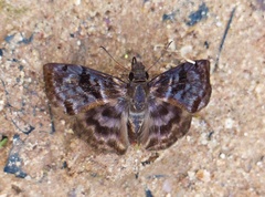Ebrietas anacreon anacreon