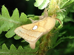 Somadasys brevivenis