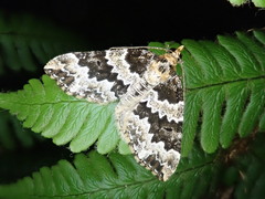 Electrophaes corylata