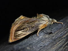 Asteropetes noctuina