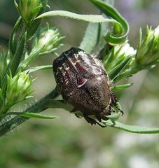 Euphoria sepulcralis