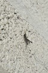 Maculiparia rotundata