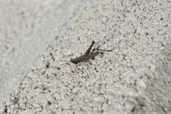 Maculiparia rotundata