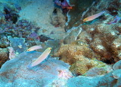 Halichoeres melasmapomus