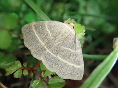 Trisateles emortualis