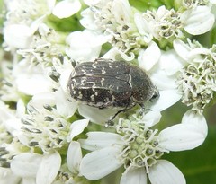 Euphoria sepulcralis