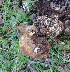 Scleroderma meridionale