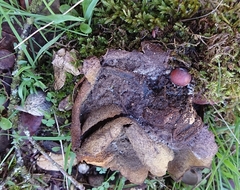 Scleroderma meridionale