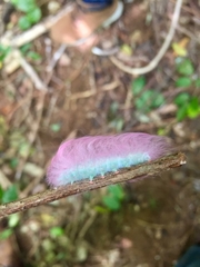 Apatelodidae