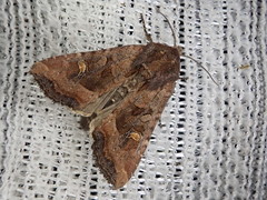 Helotropha leucostigma