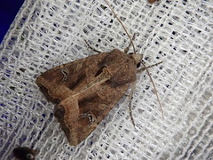 Helotropha leucostigma