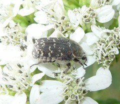 Euphoria sepulcralis