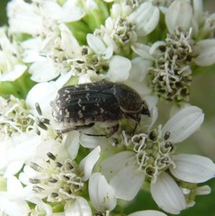 Euphoria sepulcralis