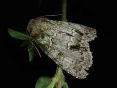 Polyphaenis subviridis