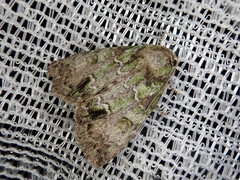 Polyphaenis subviridis