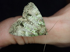 Polyphaenis subviridis