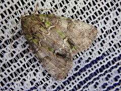 Polyphaenis subviridis