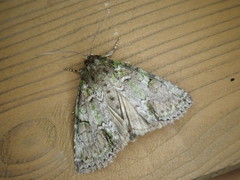 Polyphaenis subviridis