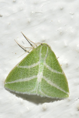 Synchlora bistriaria