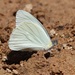 Mariposa Blanca Gigante Florida - Photo (c) Carlos Schmidtutz, algunos derechos reservados (CC BY-NC), subido por Carlos Schmidtutz