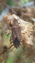 Althos