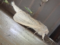 Phragmataecia castaneae