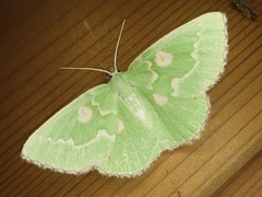 Thetidia albocostaria