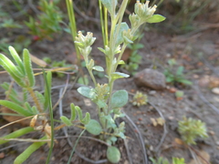 Troglophyton parvulum