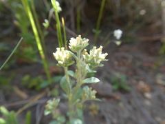 Troglophyton parvulum