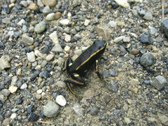 Dendrobates truncatus