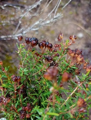 Agathosma foetidissima