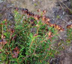 Agathosma foetidissima