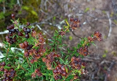Agathosma foetidissima