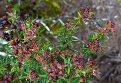 Agathosma foetidissima